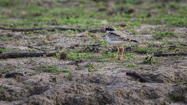 Free download black fronted dotterel dotterel free picture to be edited with GIMP free online image editor