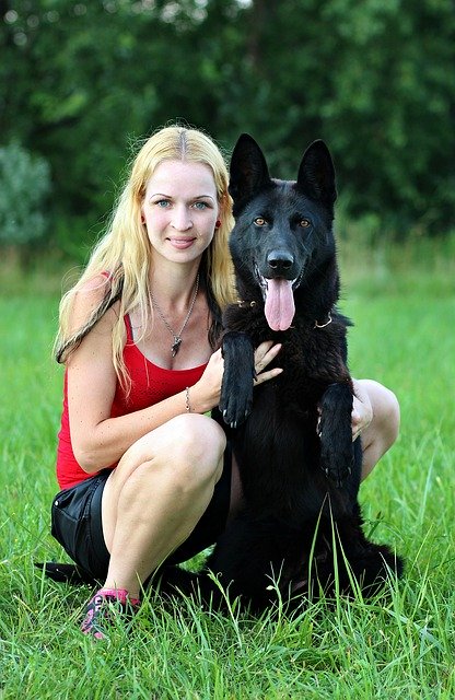 Kostenloser Download Black German Shepherd Dog Blonde - kostenloses Foto oder Bild zur Bearbeitung mit GIMP Online-Bildbearbeitung