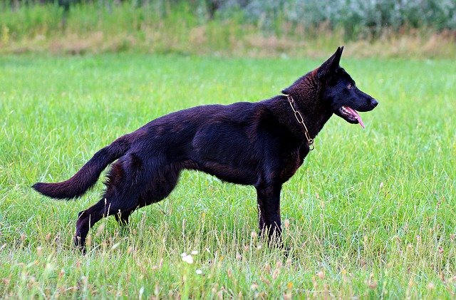 Download gratuito Black German Shepherd Dog Consists - foto o immagine gratuita da modificare con l'editor di immagini online di GIMP