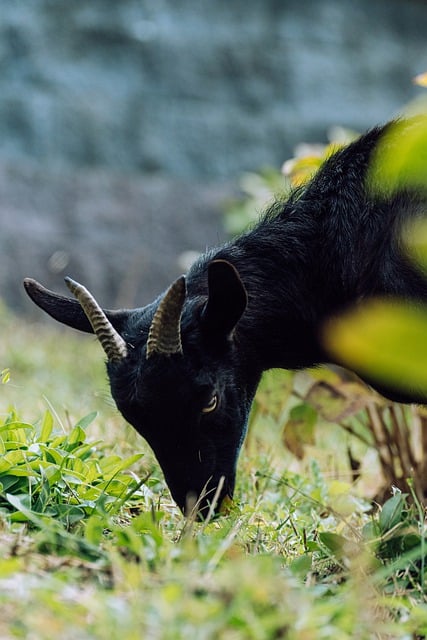 Free download black goat goat grazing animal free picture to be edited with GIMP free online image editor