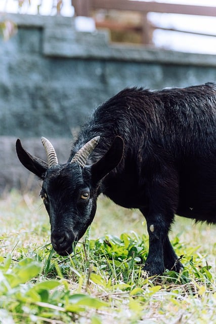 Free download black goat goat grazing animal eyes free picture to be edited with GIMP free online image editor