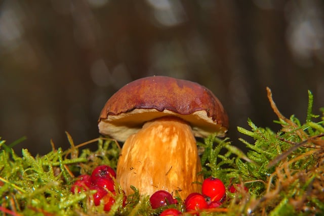 Téléchargement gratuit d'une image gratuite de champignon bolet de baie à tête noire à modifier avec l'éditeur d'images en ligne gratuit GIMP