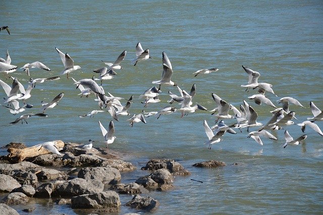 Kostenloser Download Black Headed Gull Birds Bird - kostenloses Foto oder Bild zur Bearbeitung mit GIMP Online-Bildbearbeitung