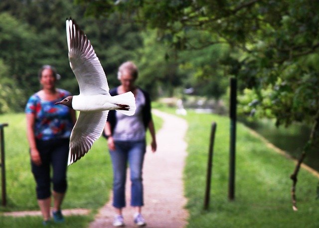 Free download Black-Headed Gull Sea Bird Seagull -  free photo or picture to be edited with GIMP online image editor