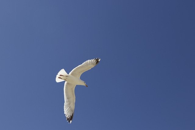 Black Headed Gull Seemoeve de download grátis - foto grátis ou imagem para ser editada com o editor de imagens online GIMP