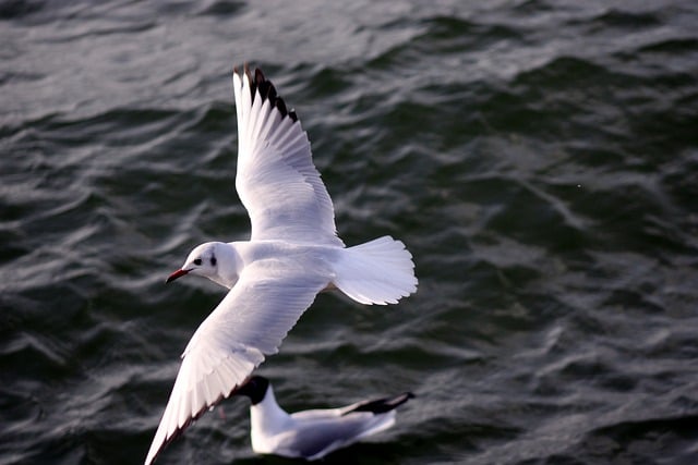 Free download black headed gull water bird free picture to be edited with GIMP free online image editor