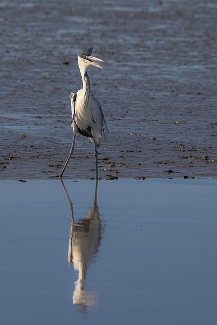 Free download black heron waterfowl nature bird free picture to be edited with GIMP free online image editor