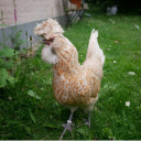 Black legged dream chicken  screen for extension Chrome web store in OffiDocs Chromium