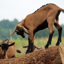 Black legged goat  screen for extension Chrome web store in OffiDocs Chromium