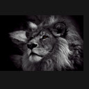 Black Lion Theme  screen for extension Chrome web store in OffiDocs Chromium