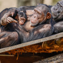 Black Monkey Family  screen for extension Chrome web store in OffiDocs Chromium