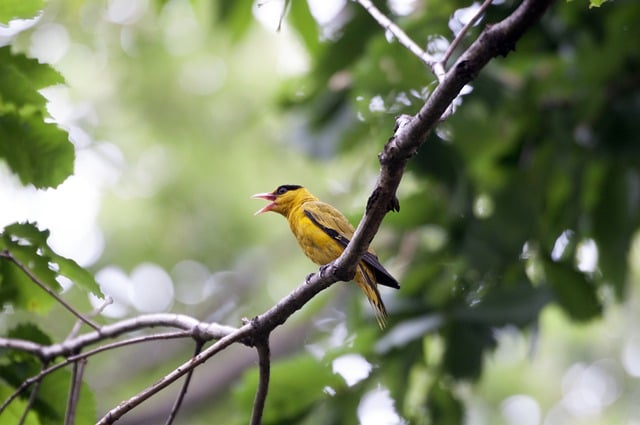 Free download black naped oriole bird ornithology free picture to be edited with GIMP free online image editor