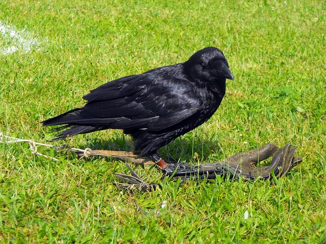 Gratis download Black Raven Bird - gratis gratis foto of afbeelding om te bewerken met GIMP online afbeeldingseditor