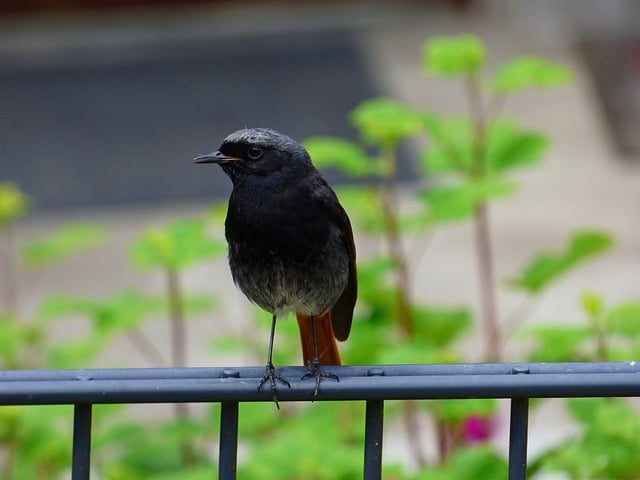Free download black redstart bird animal redtail free picture to be edited with GIMP free online image editor