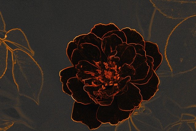 Free download Black Rose Flower Contours Digital -  free illustration to be edited with GIMP free online image editor
