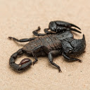 Black scorpion  screen for extension Chrome web store in OffiDocs Chromium