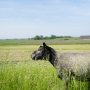 Black sheep in the field  screen for extension Chrome web store in OffiDocs Chromium