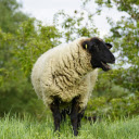 Black sheep wearing white shirt  screen for extension Chrome web store in OffiDocs Chromium