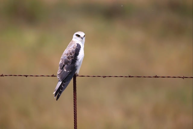 Free graphic black shouldered kite farm to be edited by GIMP free image editor by OffiDocs
