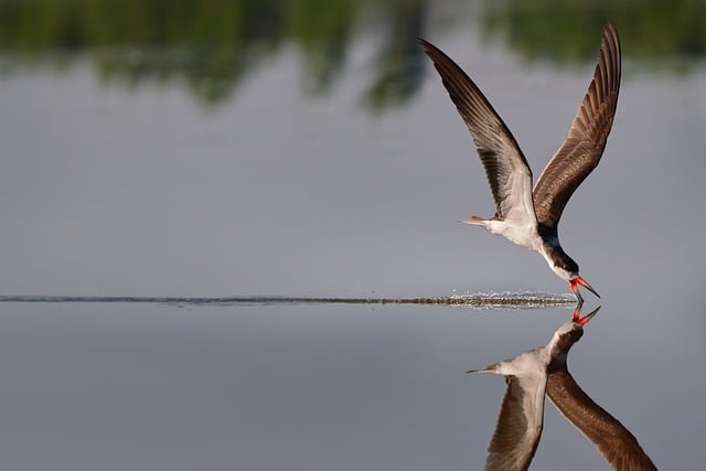 जीआईएमपी मुफ्त ऑनलाइन छवि संपादक के साथ संपादित करने के लिए मुफ्त डाउनलोड ब्लैक स्कीमर पक्षी पशु वन्यजीवन मुफ्त चित्र