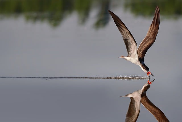 Free download black skimmer bird animal wildlife free picture to be edited with GIMP free online image editor