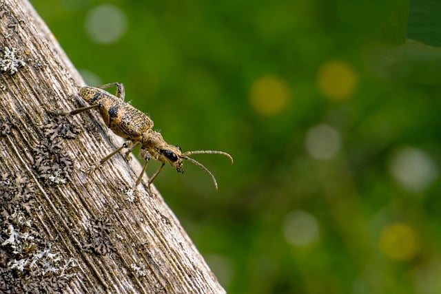 Free download black spotted buck insect macro free picture to be edited with GIMP free online image editor