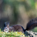 Black Squirrel  screen for extension Chrome web store in OffiDocs Chromium
