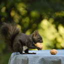 Black Squirrel and Walnut  screen for extension Chrome web store in OffiDocs Chromium