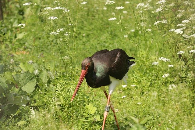 Free picture Black Stork Tierpark Berlin-Grünau -  to be edited by GIMP free image editor by OffiDocs