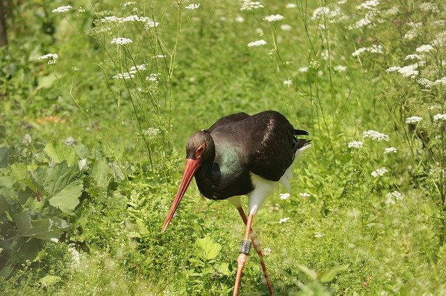 Téléchargement gratuit de Black Stork Tierpark Berlin-Grünau - photo ou image gratuite à éditer avec l'éditeur d'images en ligne GIMP