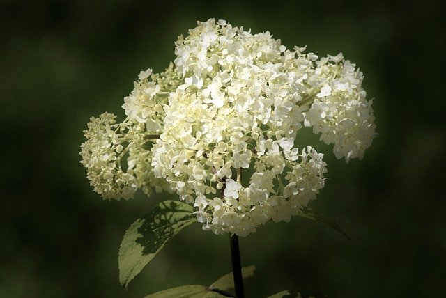 Muat turun percuma Black Summer Flowers - foto atau gambar percuma untuk diedit dengan editor imej dalam talian GIMP