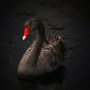 black Swan  screen for extension Chrome web store in OffiDocs Chromium