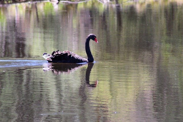 Template Photo Black Swan Bird Australia for OffiDocs