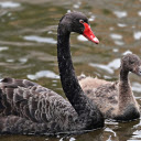 Black swan family  screen for extension Chrome web store in OffiDocs Chromium