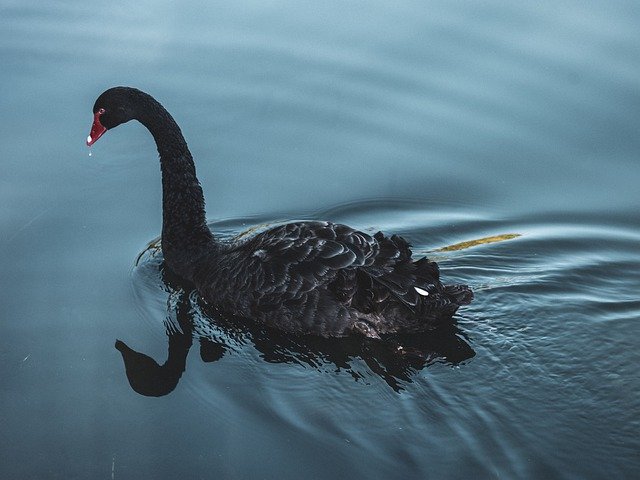 Free download Black Swan Lake Blue -  free photo or picture to be edited with GIMP online image editor