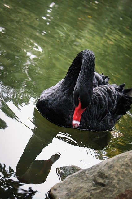 Unduh gratis Black Swan Lake Mourning - foto atau gambar gratis untuk diedit dengan editor gambar online GIMP