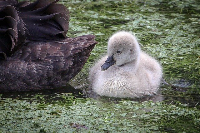 Kostenloser Download Black Swan Mourning Water - kostenloses Foto oder Bild zur Bearbeitung mit GIMP Online-Bildbearbeitung