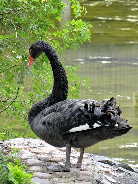 Free download black swan poland warsaw lake pond free picture to be edited with GIMP free online image editor
