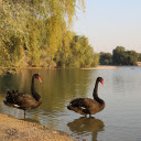 Black Swans by the Lake  screen for extension Chrome web store in OffiDocs Chromium Black Swans by the Lake  screen for extension Chrome web store in OffiDocs Chromium