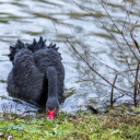 black swans foraging  screen for extension Chrome web store in OffiDocs Chromium