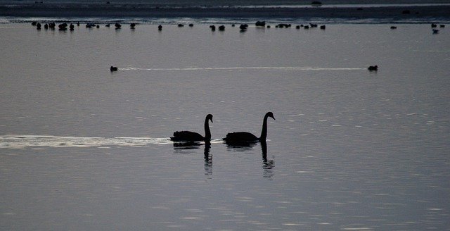 Baixe gratuitamente Black Swans Morning Bird - foto ou imagem gratuita a ser editada com o editor de imagens online GIMP