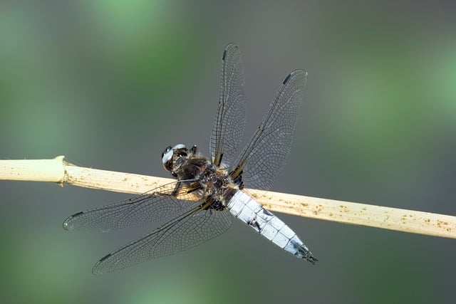Free download black tailed skimmer dragonfly free picture to be edited with GIMP free online image editor