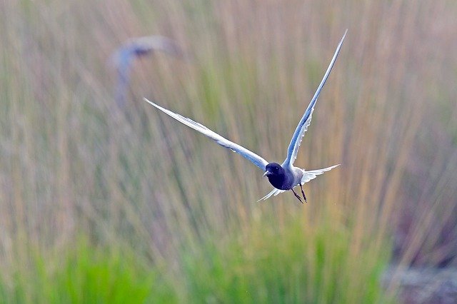 Free picture Black Tern Bird Flying -  to be edited by GIMP free image editor by OffiDocs