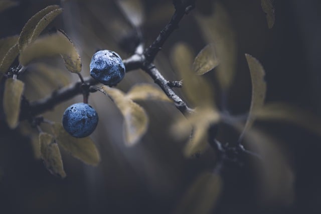 Baixe gratuitamente a imagem gratuita de blackthorn berries berries outono para ser editada com o editor de imagens on-line gratuito do GIMP
