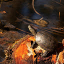 Black turtle in the middle of the lagoon  screen for extension Chrome web store in OffiDocs Chromium