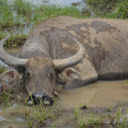 Black water buffalo  screen for extension Chrome web store in OffiDocs Chromium