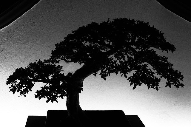 Free download Black White Bonsai -  free photo or picture to be edited with GIMP online image editor