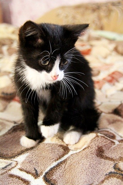 Free picture Black White Kitten -  to be edited by GIMP free image editor by OffiDocs