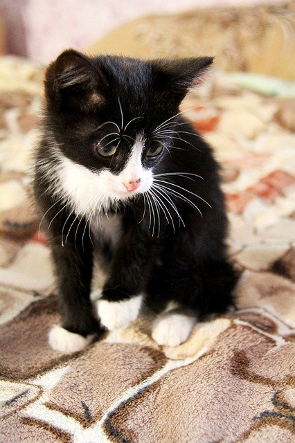 Free download Black White Kitten -  free photo or picture to be edited with GIMP online image editor