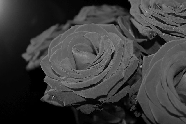 Nền hoa hồng đen trắng của OffiDocs cho